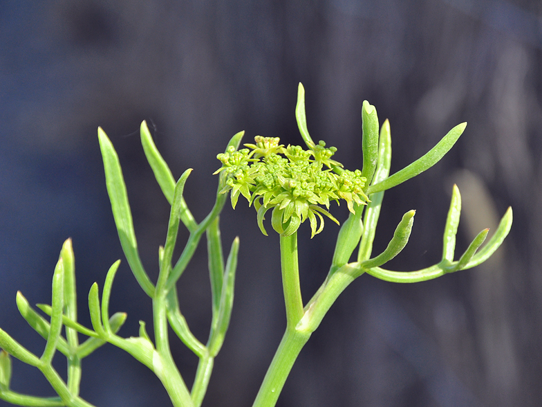 Crithmum maritimum