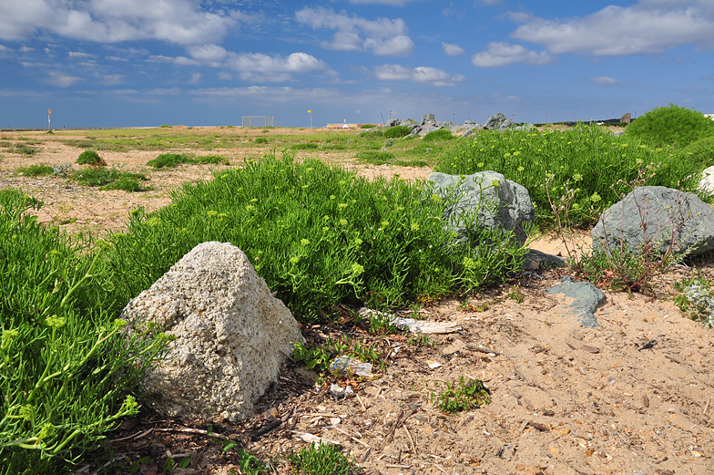 Crithmum maritimum