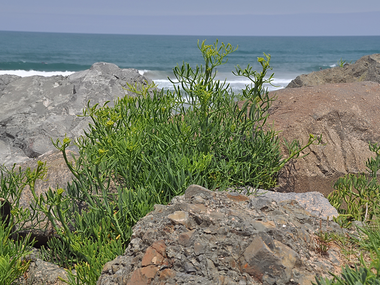 Crithmum maritimum