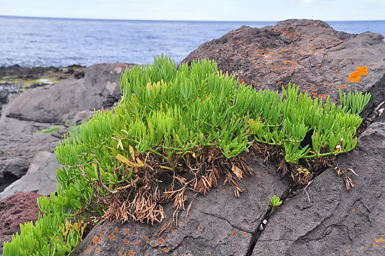 Crithmum maritimum