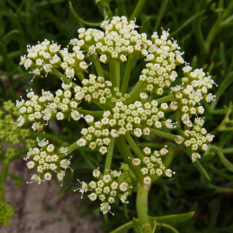 Crithmum maritimum