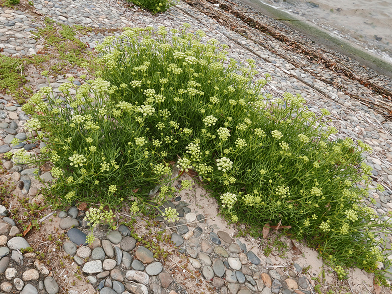 Crithmum maritimum