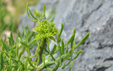 Crithmum maritimum