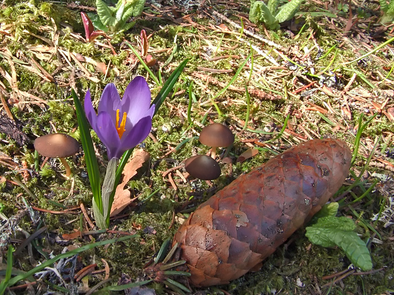 Crocus albiflorus