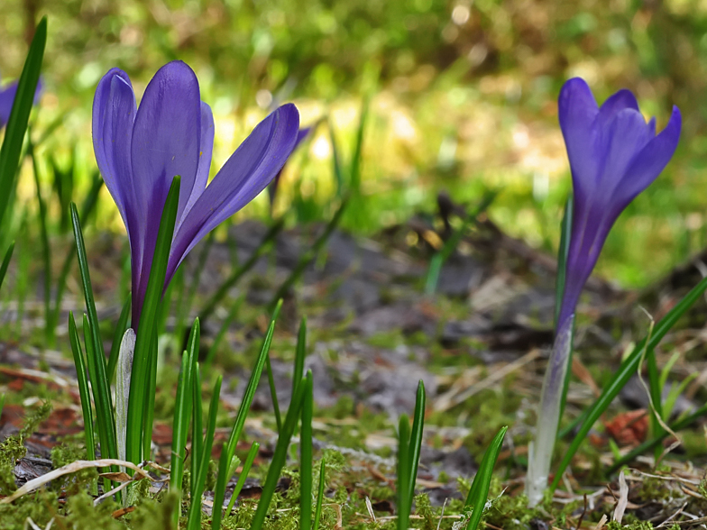 Crocus albiflorus