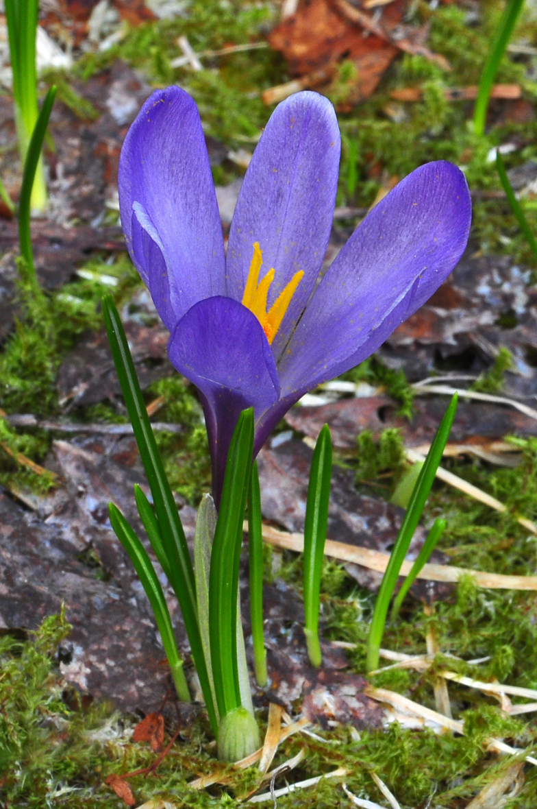 Crocus albiflorus