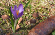 Crocus albiflorus