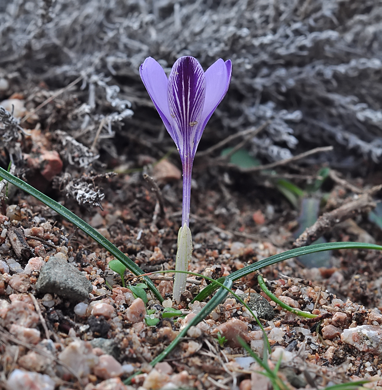 Crocus corsicus