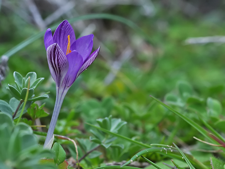 Crocus corsicus