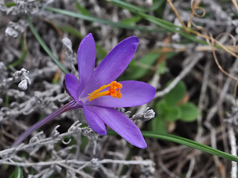 Crocus corsicus