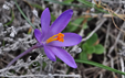 Crocus corsicus