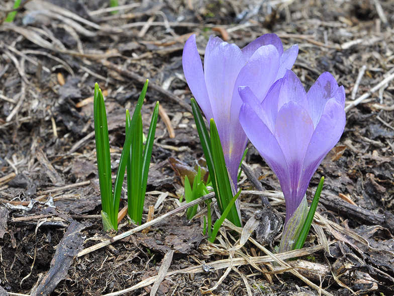 Crocus vernus