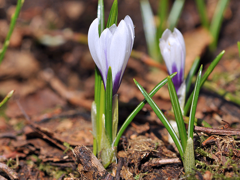 Crocus vernus