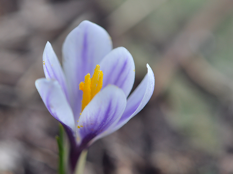 Crocus vernus