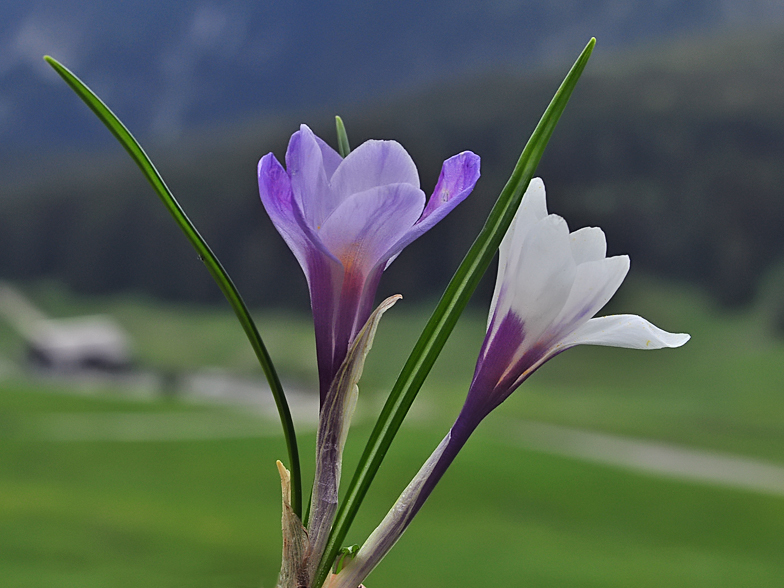 Crocus vernus