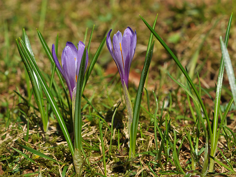 Crocus vernus