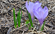 Crocus vernus