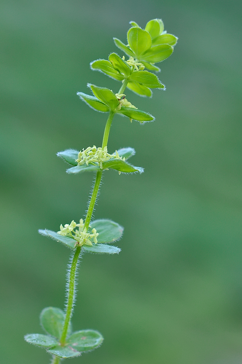 Cruciata glabra