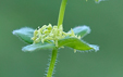 Cruciata glabra