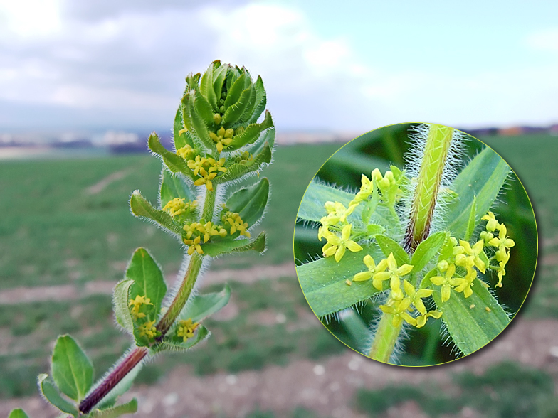 Cruciata laevipes 