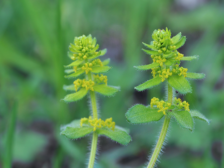 Cruciata laevipes