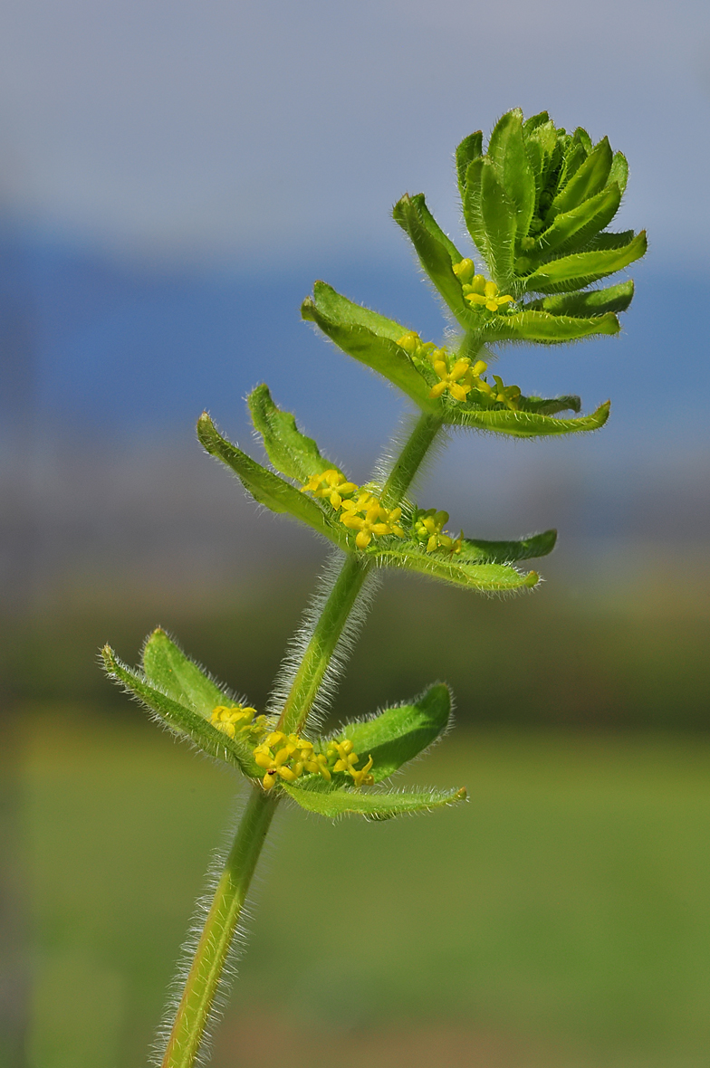 Cruciata laevipes