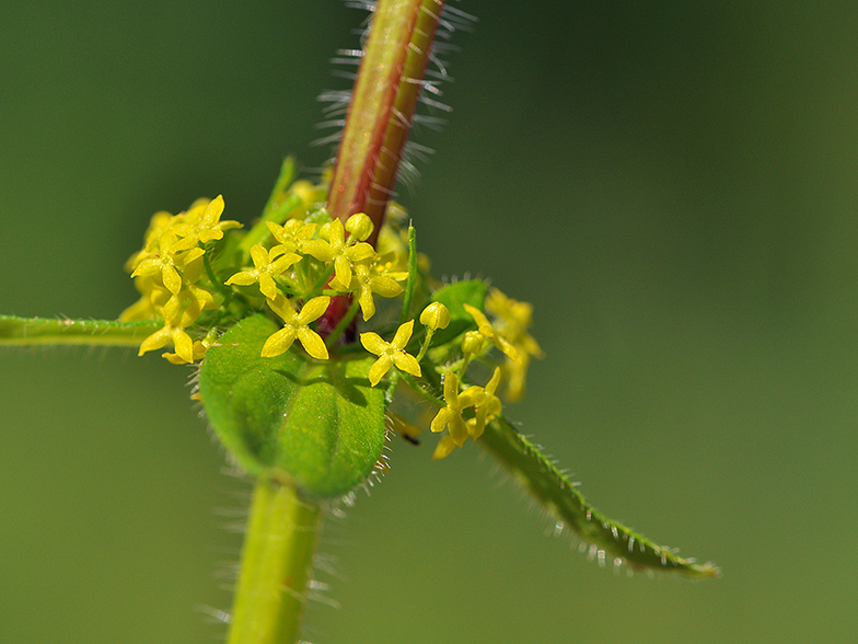 Cruciata laevipes