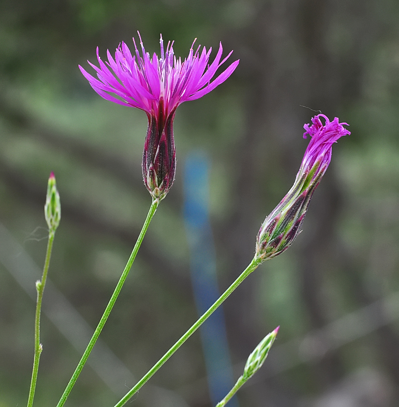 Crupina crupinastrum