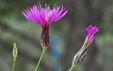 Crupina crupinastrum