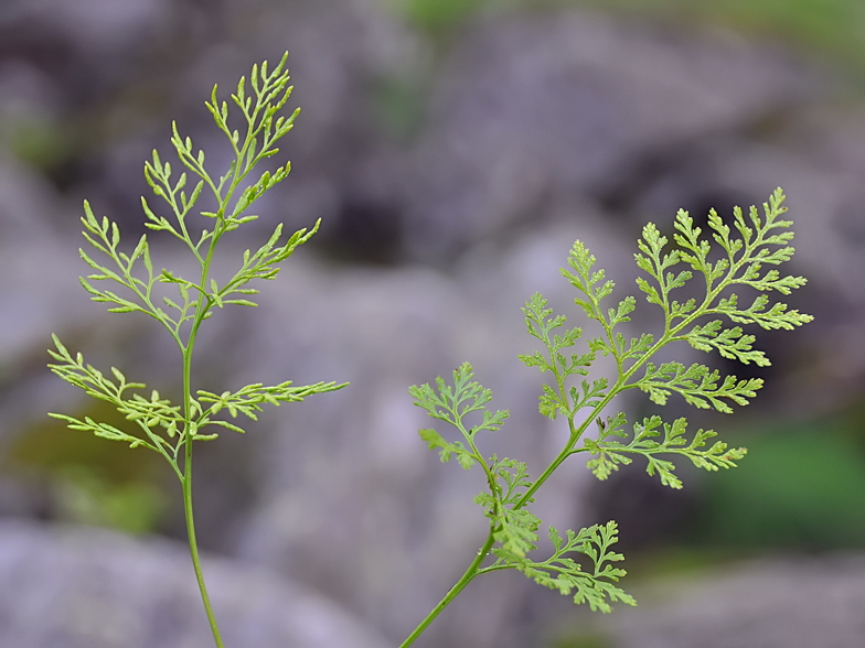 Cryptogramma crispa