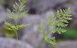 Cryptogramma crispa