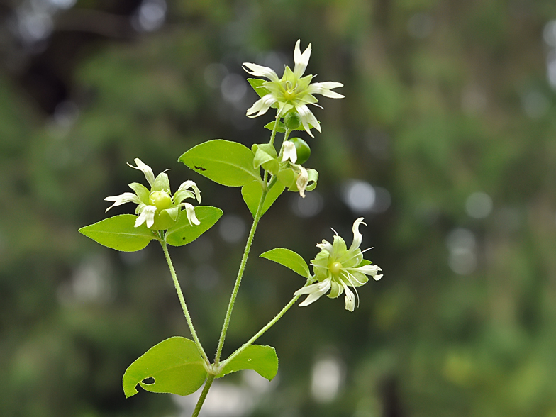 Cucubalus baccifer