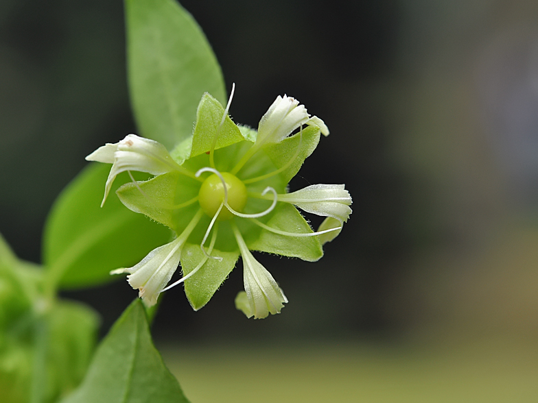 Cucubalus baccifer