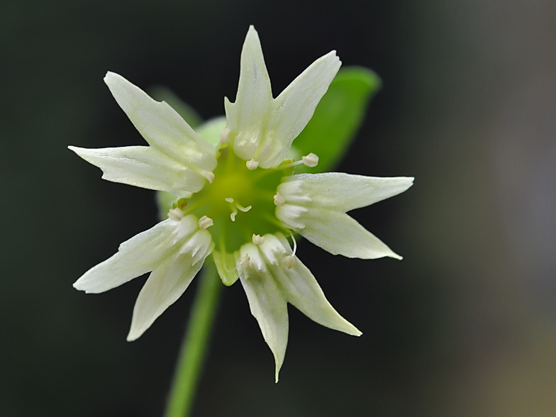 Cucubalus baccifer