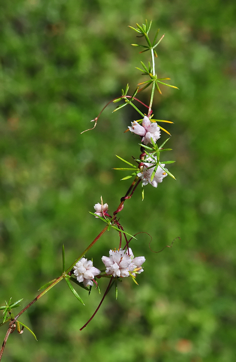 Cuscuta epithymum