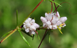 Cuscuta epithymum