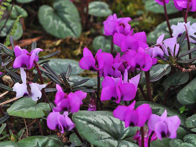 Cyclamen coum