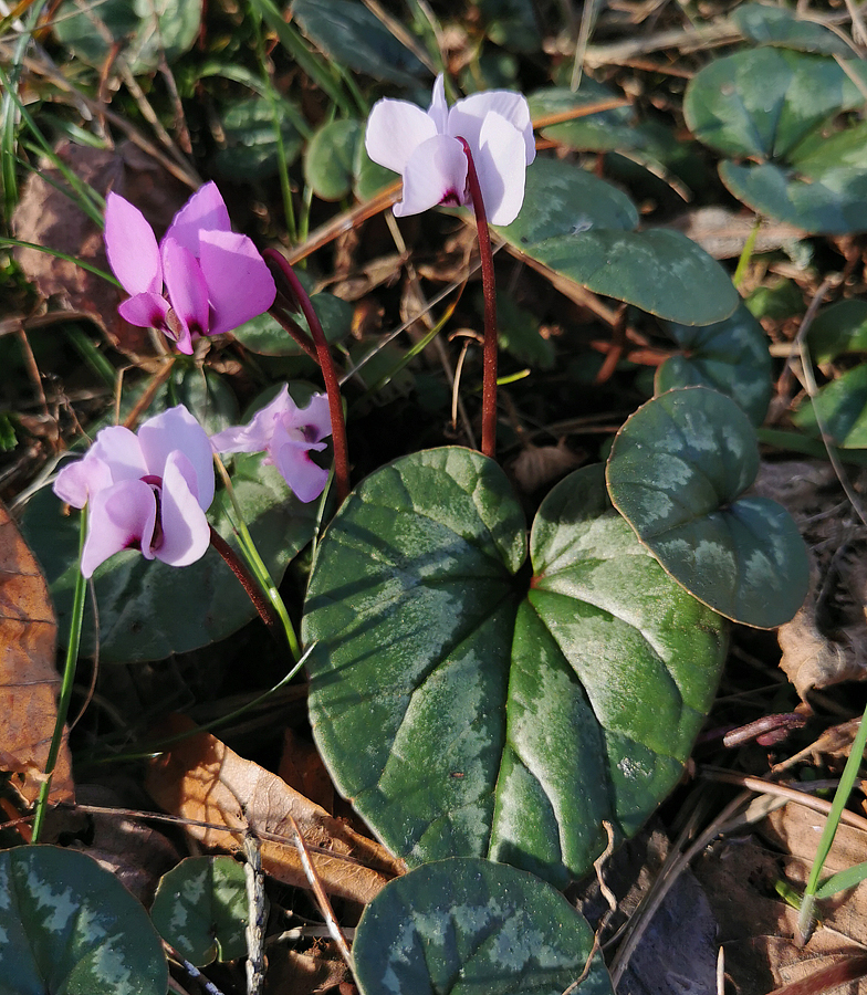 Cyclamen coum