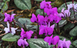 Cyclamen coum