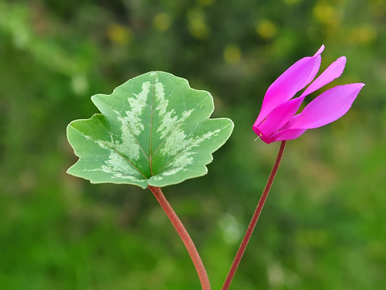 Cyclamen hederifolium