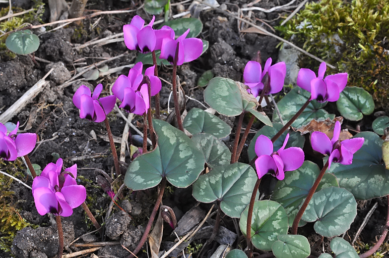 Cyclamen hederifolium