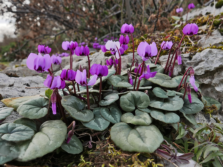 Cyclamen hederifolium