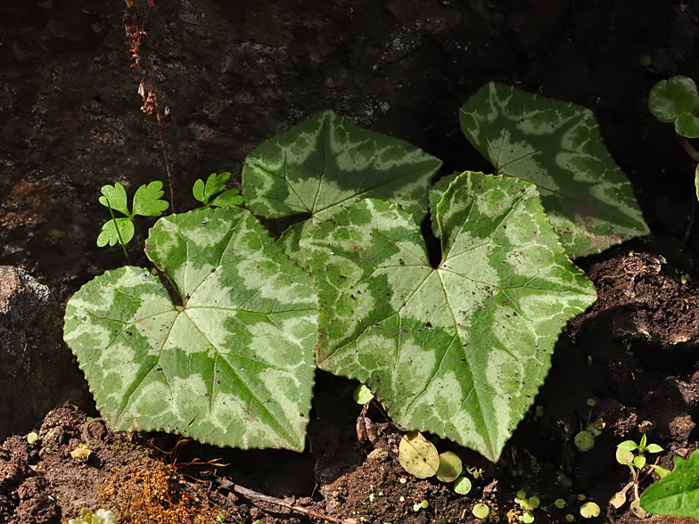 Cyclamen hederifolium