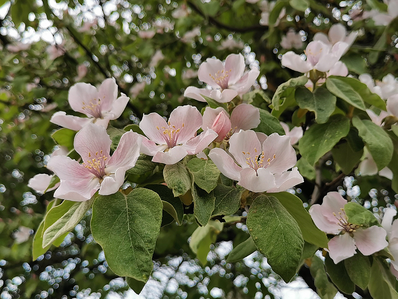 Cydonia vulgaris