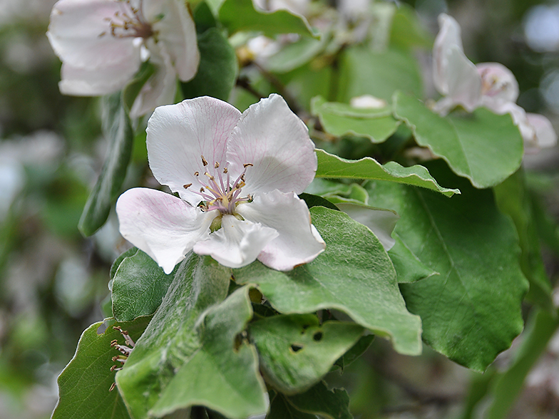 Cydonia vulgaris