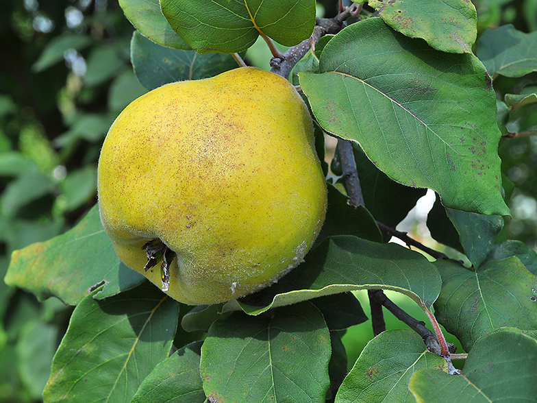 Cydonia vulgaris fruit