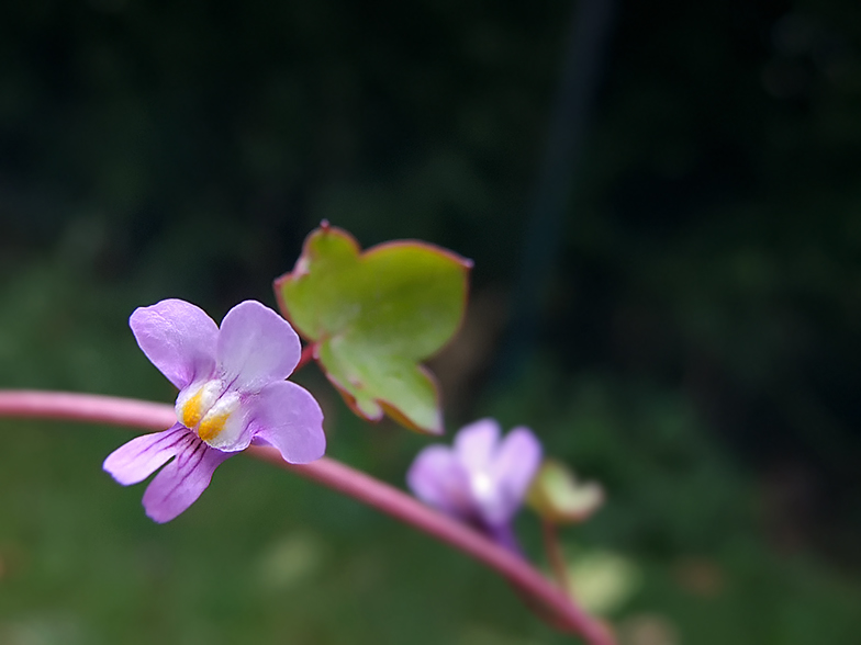 Cymbalaria muralis