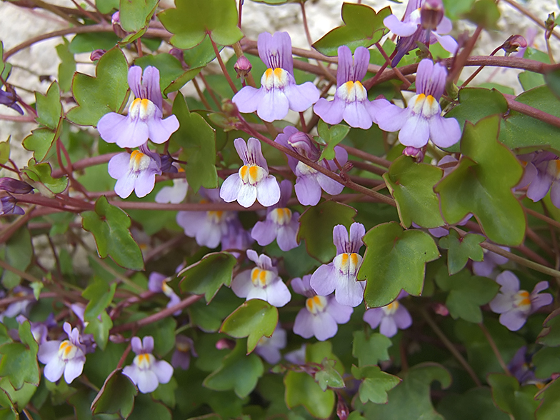 cymbalaria muralis