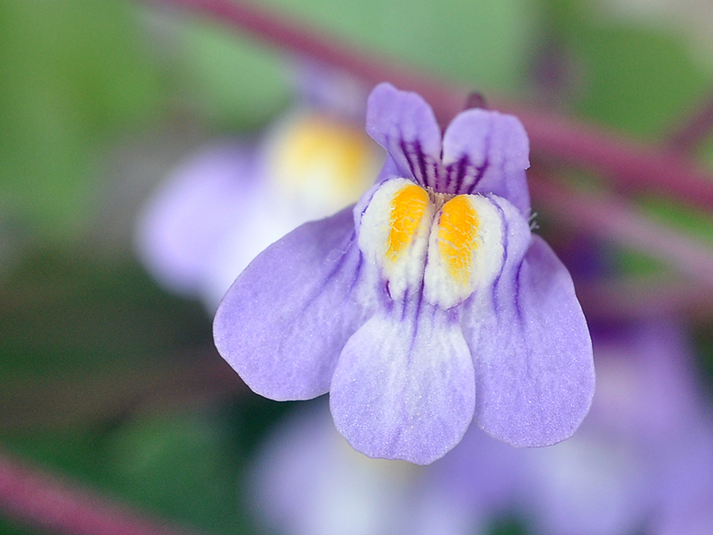 Cymbalaria muralis, fleur