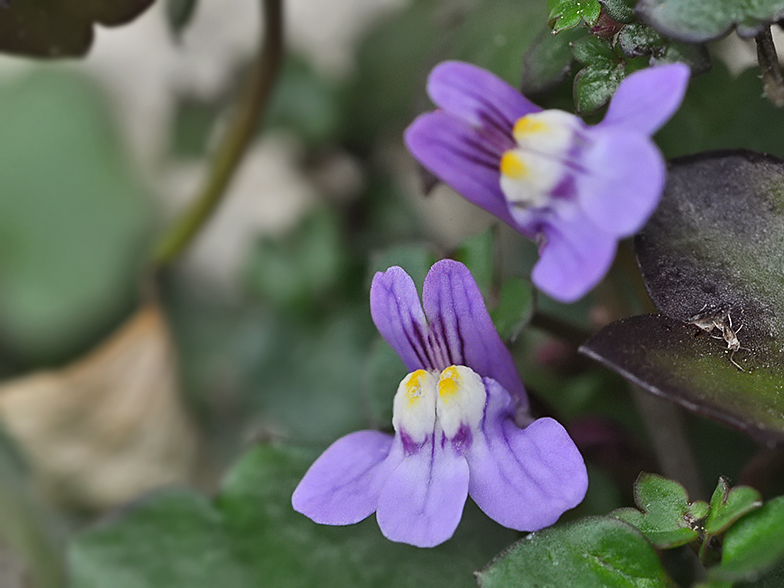 Cymbalaria muralis fleur